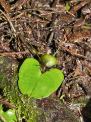 Corybas vitreus