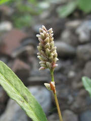 Persicaria tomentosa