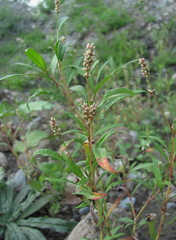Persicaria tomentosa