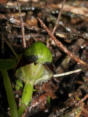 Corybas vitreus