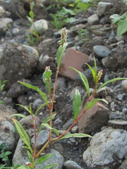 Persicaria tomentosa