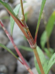Persicaria tomentosa