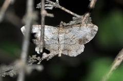 Polymixinia appositaria