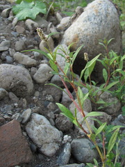 Persicaria tomentosa