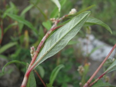 Persicaria tomentosa