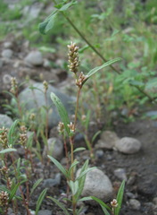 Persicaria tomentosa