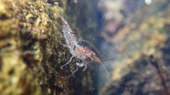 Caridina serrata