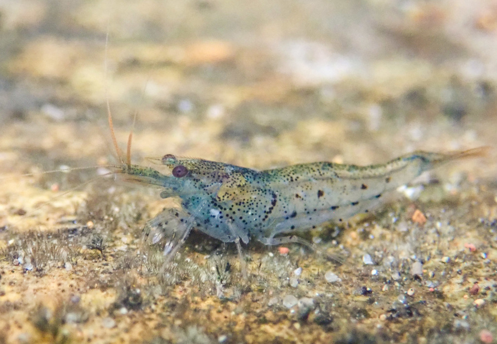Crevette Crystal Red (CRS) (Caridina cantonensis)