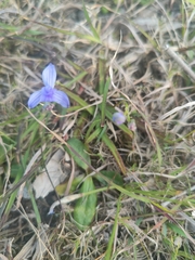 Chamaescilla corymbosa