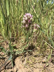 Castilleja densiflora densiflora