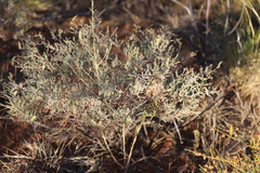 Acacia adoxa adoxa