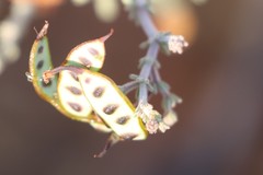 Acacia adoxa adoxa