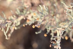 Acacia adoxa adoxa