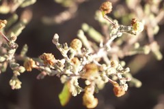 Acacia adoxa adoxa