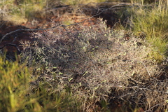 Acacia adoxa adoxa