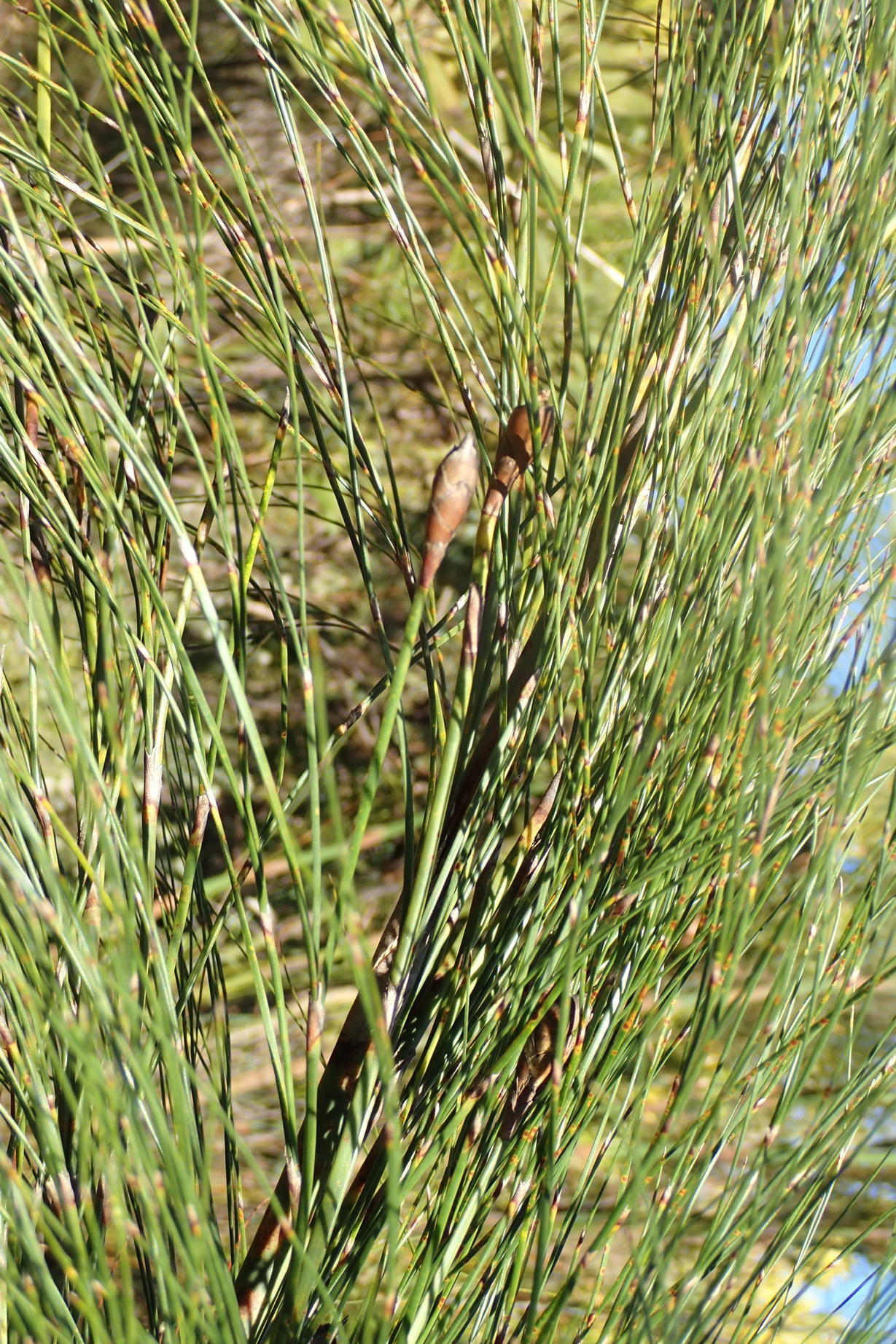 Giant River-Reed (Cannomois grandis 
