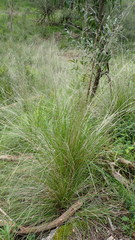Poa poiformis