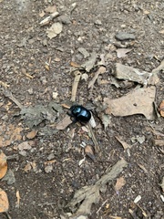 Anoplotrupes stercorosus