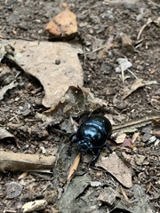 Anoplotrupes stercorosus