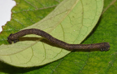 Plegapteryx anomalus