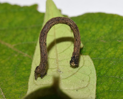 Plegapteryx anomalus