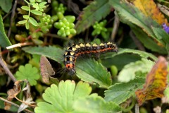 Acronicta cinerea