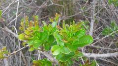 Searsia laevigata laevigata