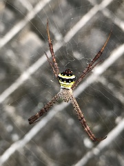 Argiope minuta