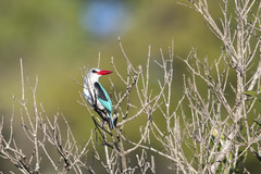 Halcyon senegaloides