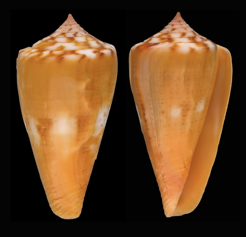 Conus amphiurgus image