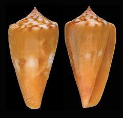 Image of Conus amphiurgus