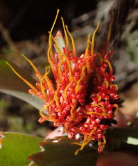 Leucospermum mundii