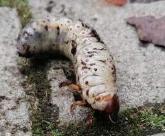 Oryctes nasicornis