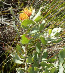 Leucospermum mundii