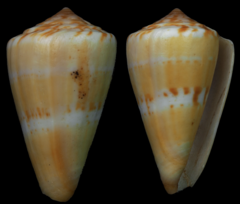 Conus amphiurgus