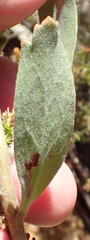 Leucospermum mundii