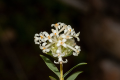 Pimelea stricta