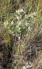 Leucospermum mundii