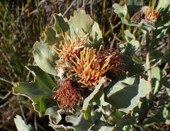 Leucospermum mundii