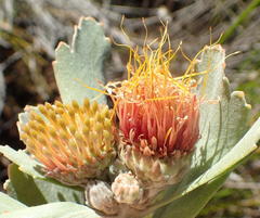 Leucospermum mundii