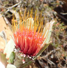 Leucospermum mundii
