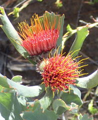 Leucospermum mundii