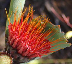 Leucospermum mundii