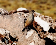 Muscisaxicola capistratus