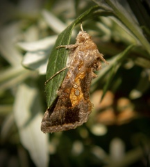 Argyrogramma verruca