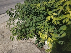 Broussonetia papyrifera