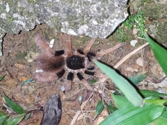 Megaphobema robustum