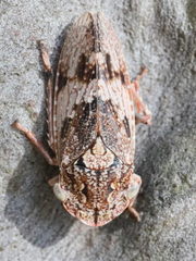 Stenocotis depressa