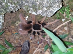 Megaphobema robustum