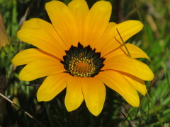 Gazania pectinata